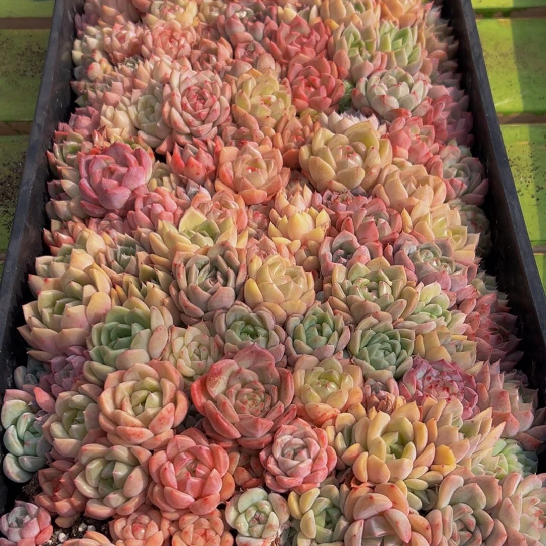 550大热天的一天从早上开始