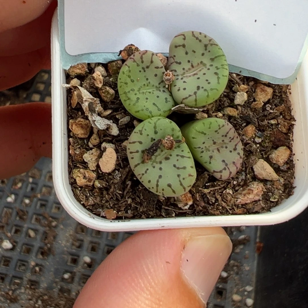 10-133肉锥多肉植物