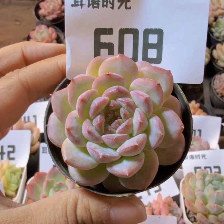 608.qqqqqqqwwwwq