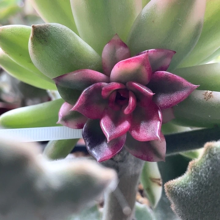 *****火焰山锦侧芽一物一拍