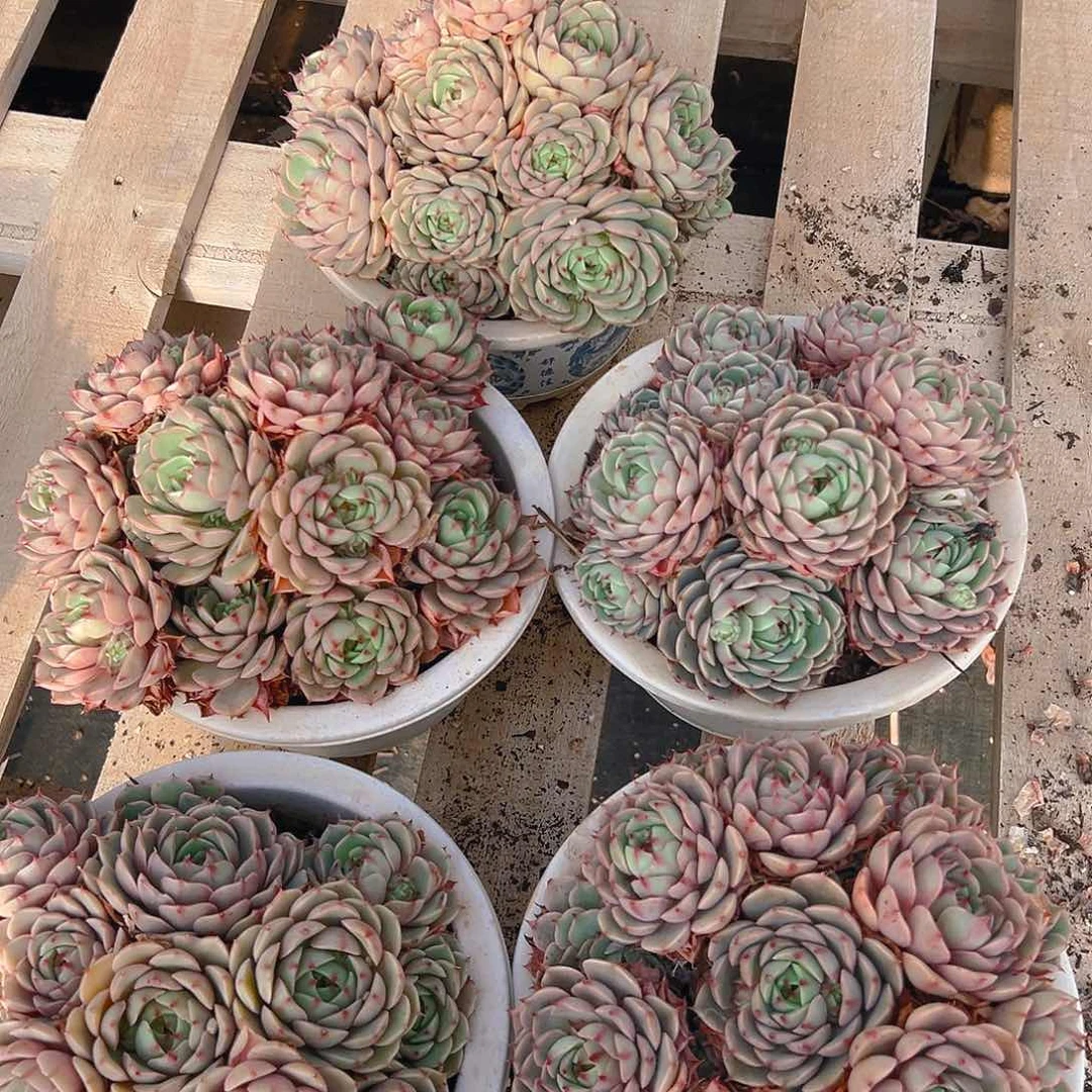 苯巴蒂斯大群，满18包邮