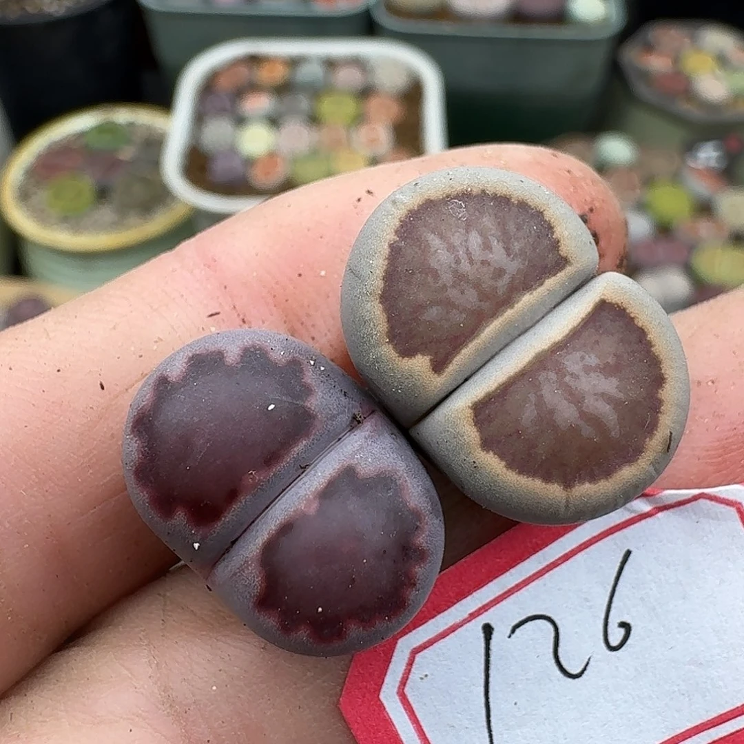 126多肉哈哈哈哈哈哈哈