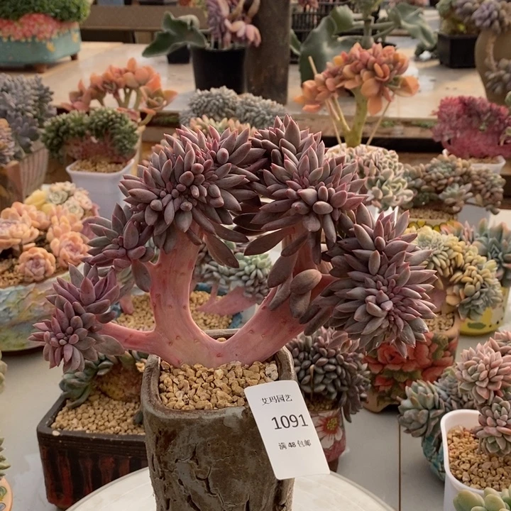 1091水晶球缀化的多肉