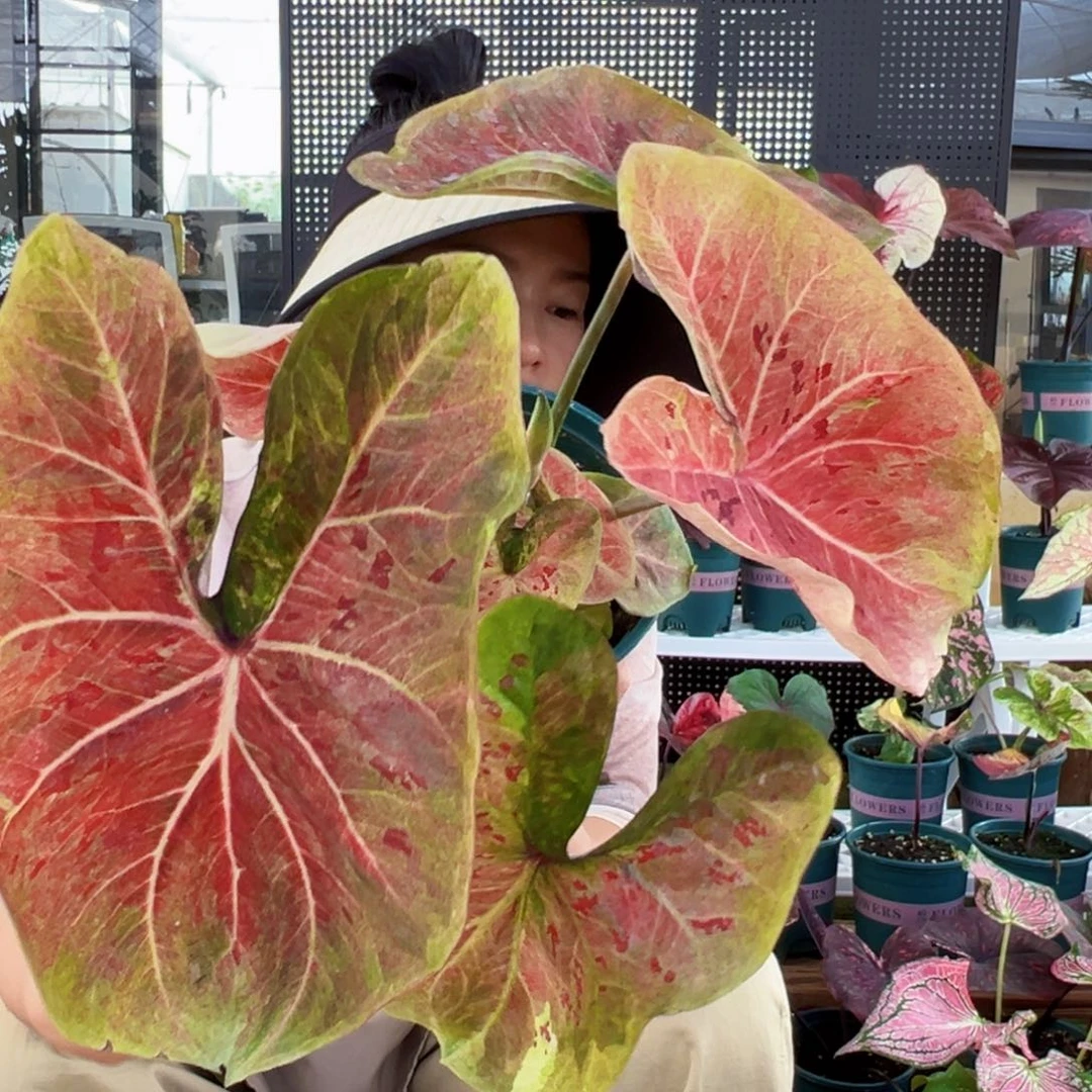点***️无花朵母本米奇头