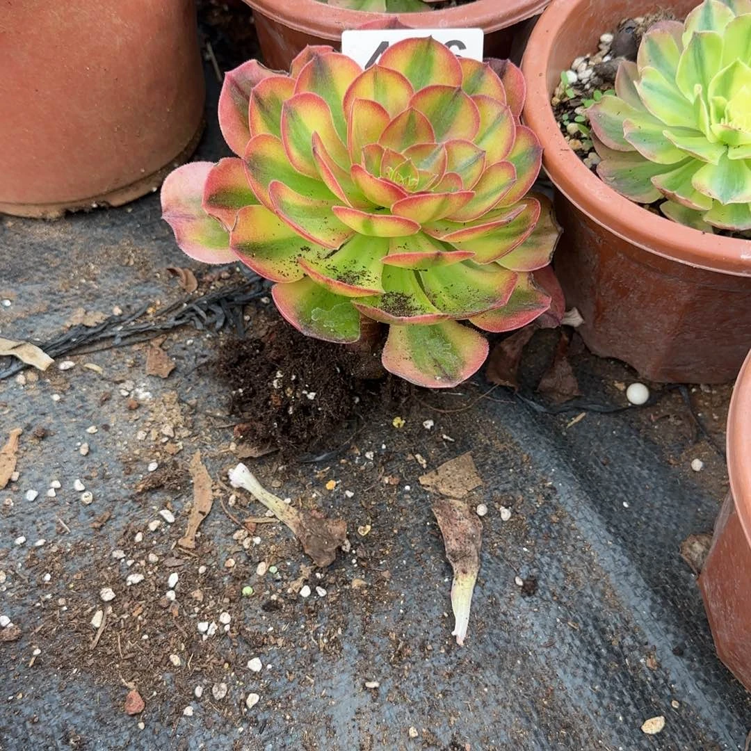 新***户精品多肉植物0456