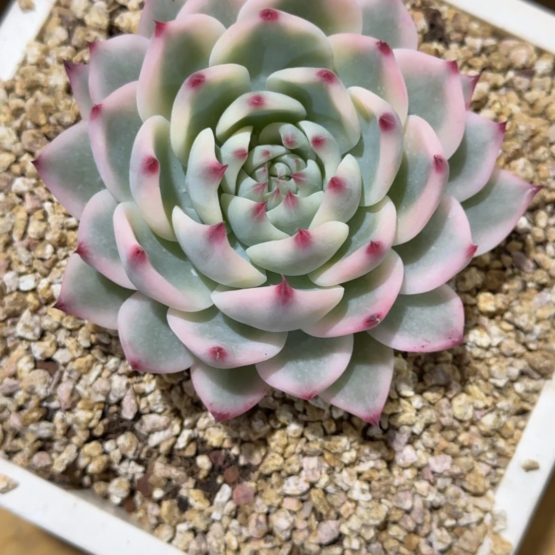 吉娃娃锦多肉植物