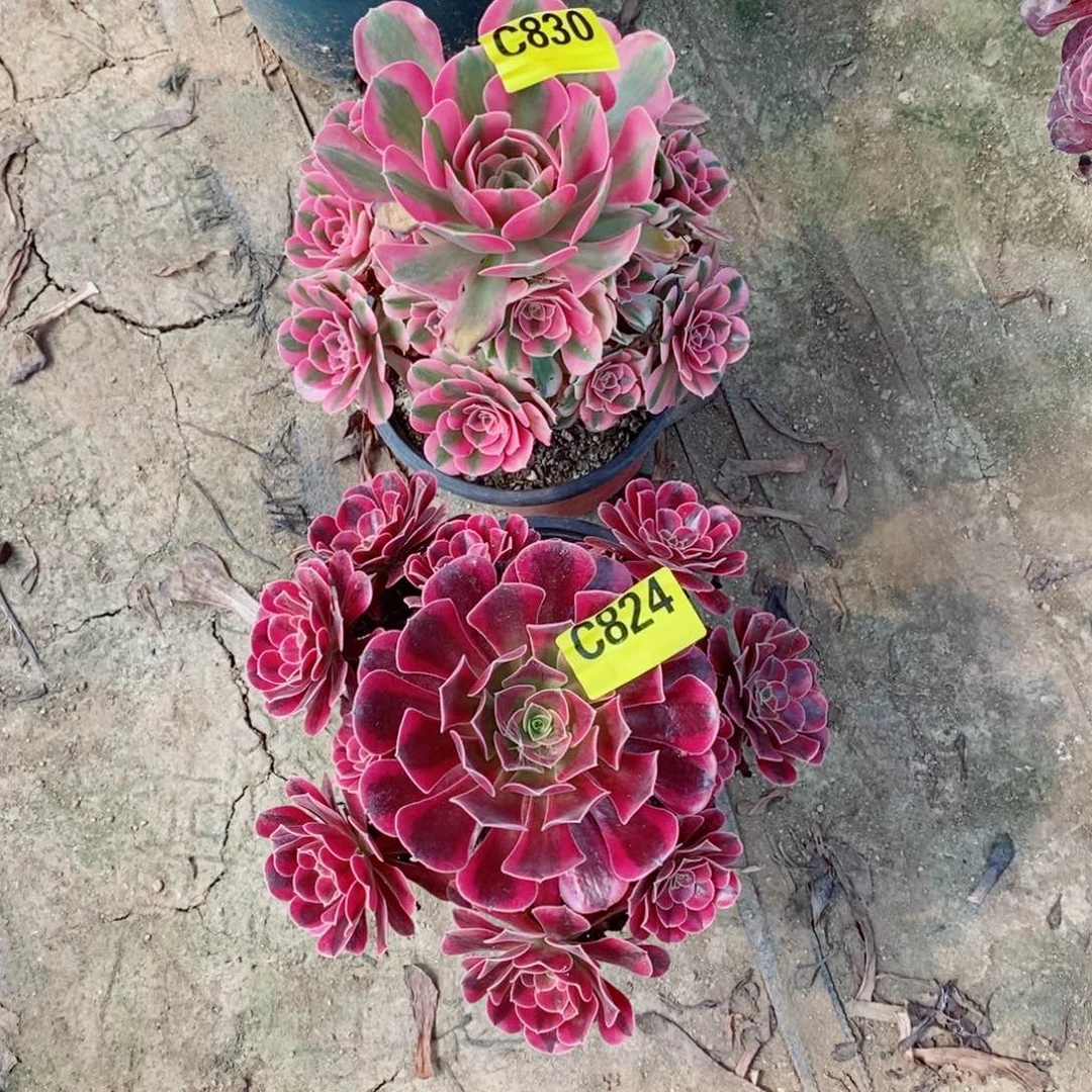 粉女巫多肉法师830美杜莎多肉法师824