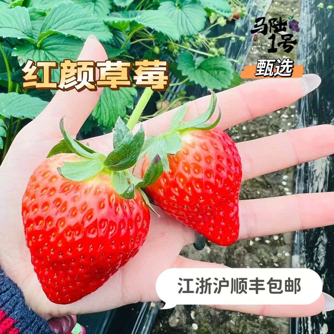 头茬太仓红颜草莓 大果/特大果 果味浓郁 顺丰包邮