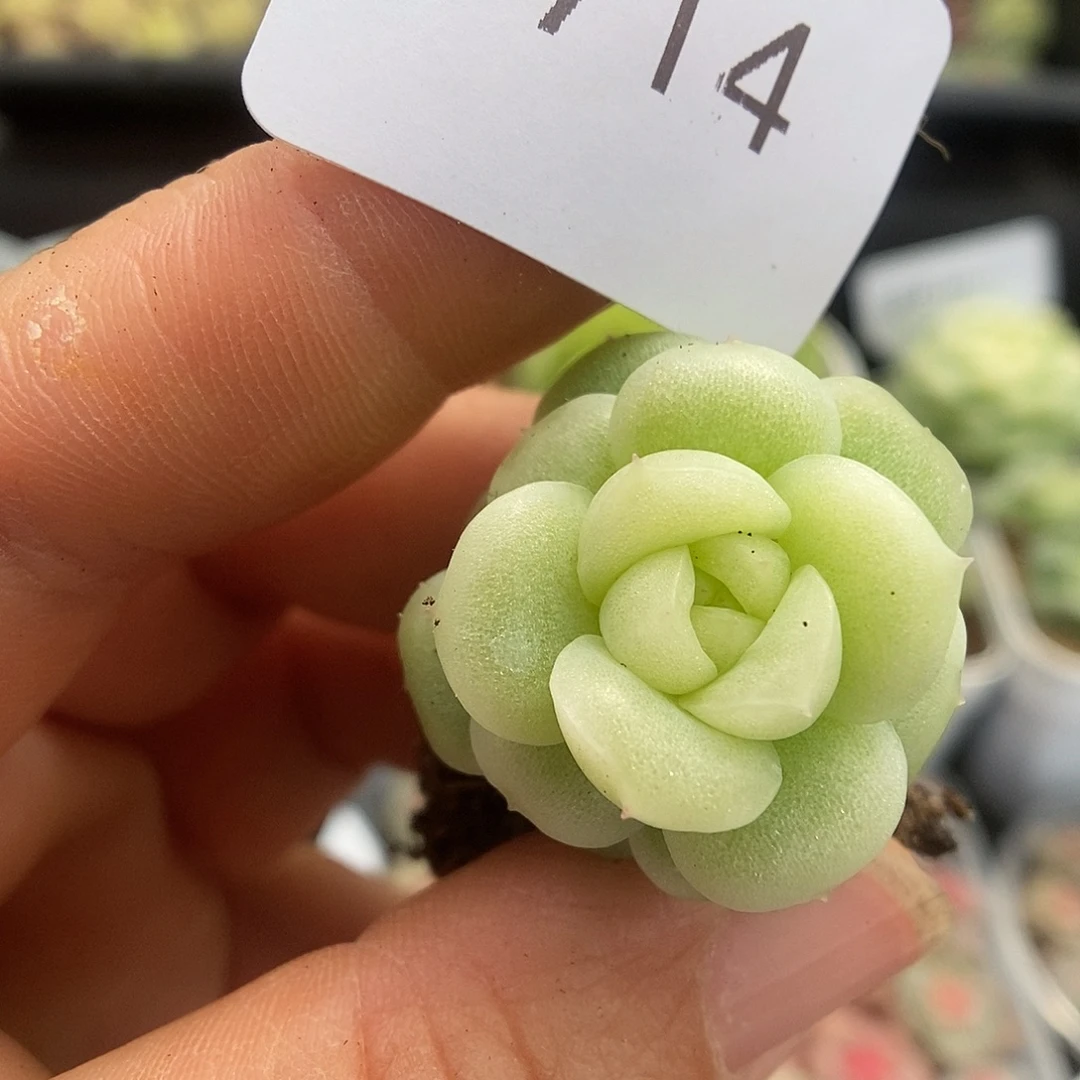 一物一拍一物一拍925-714