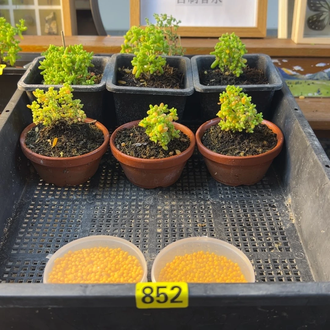 枝干番杏多肉植物852