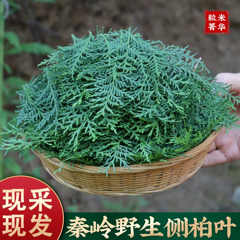 秦岭野生侧柏叶新鲜现植物养发原料纯叶另有豆蔻自采可打粉侧柏