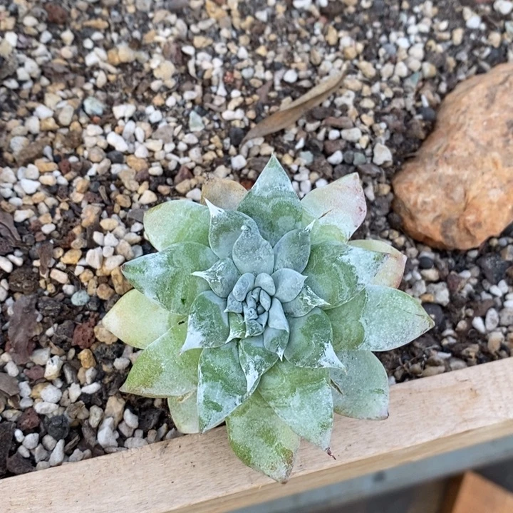 经典大玫瑰叶寄养，夜未央