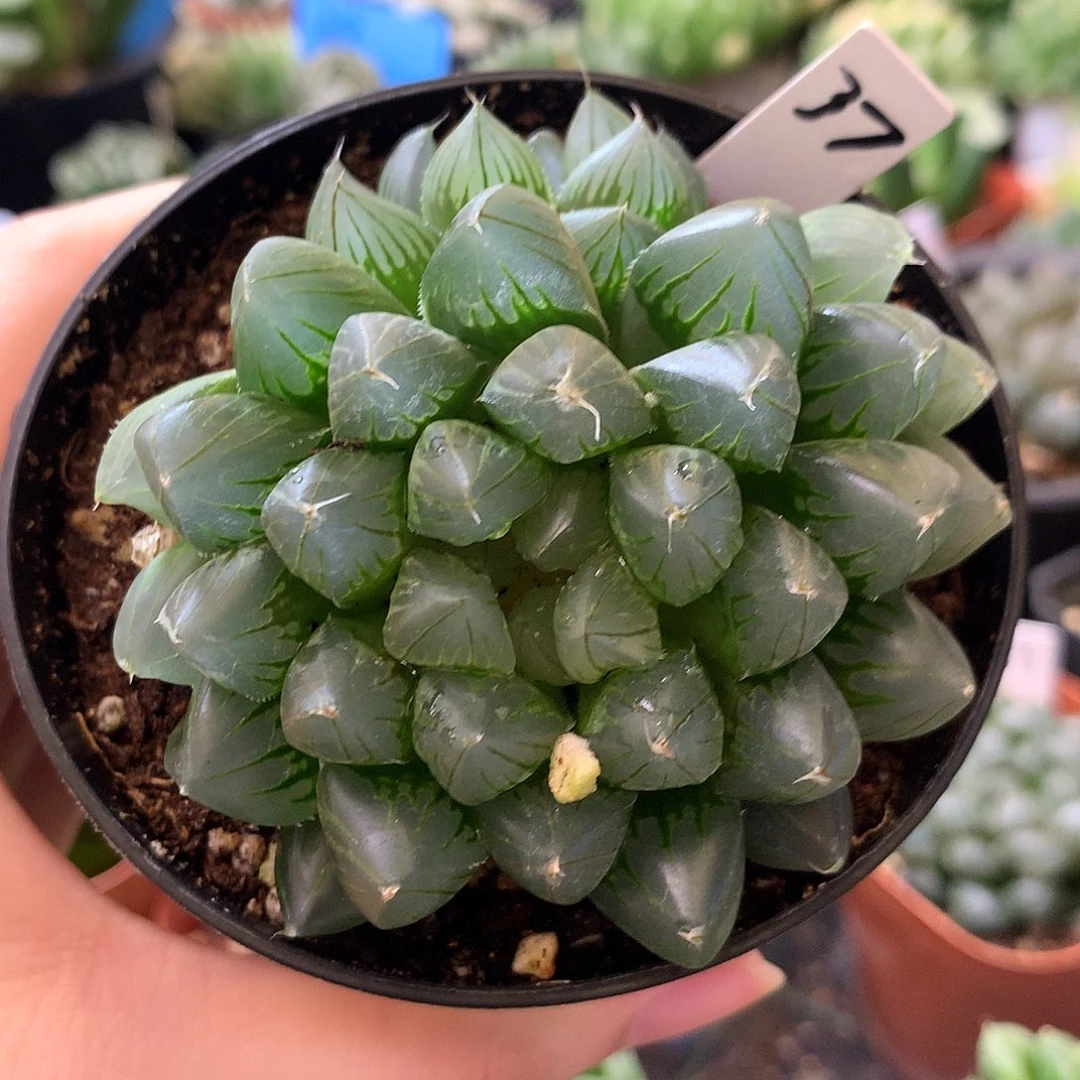 黑肌，一物一拍，欢迎选购