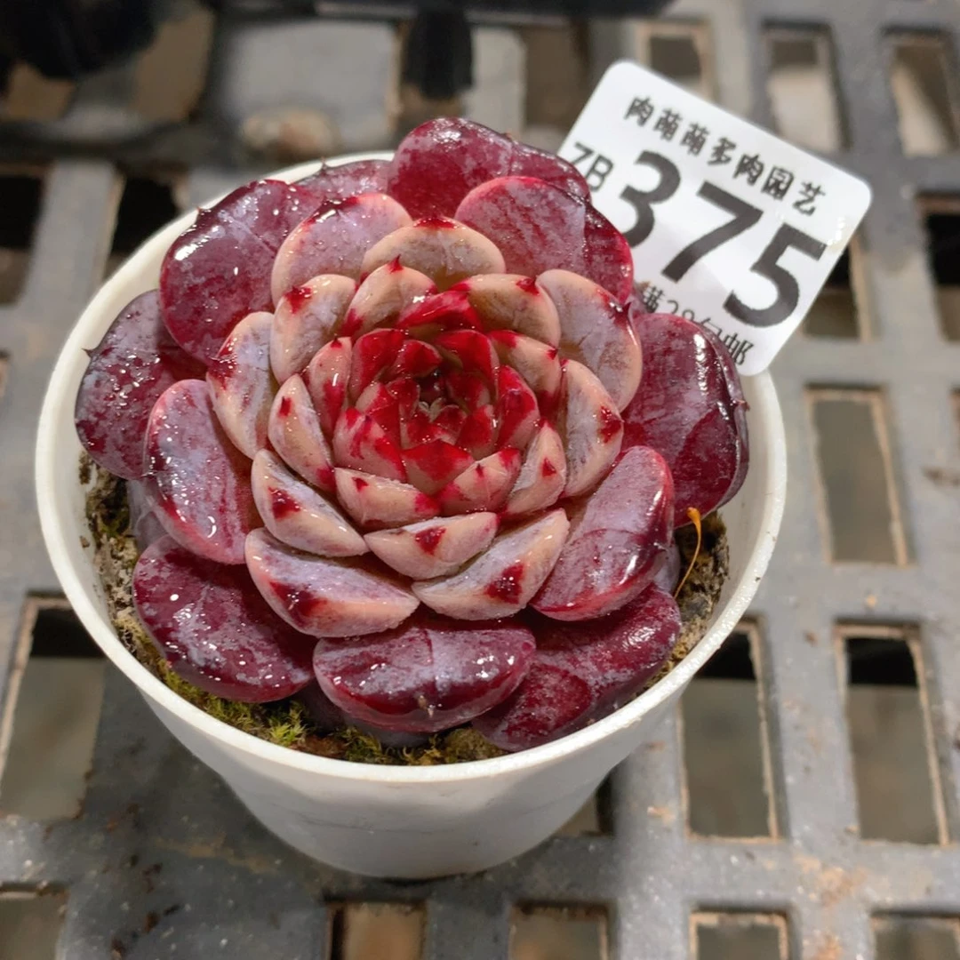 肉萌萌拇指盆精控多肉ZB375