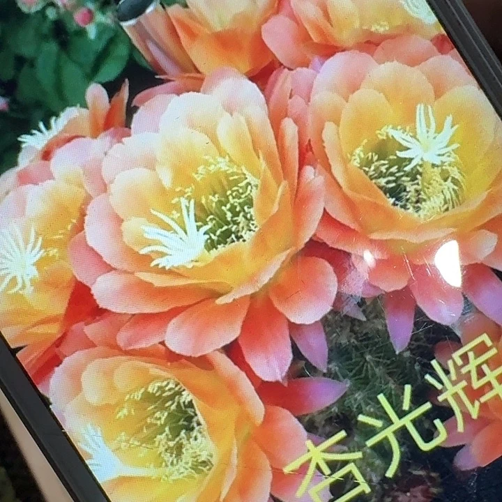 杏光辉侧芽5公分左右毛花柱（20包邮）
