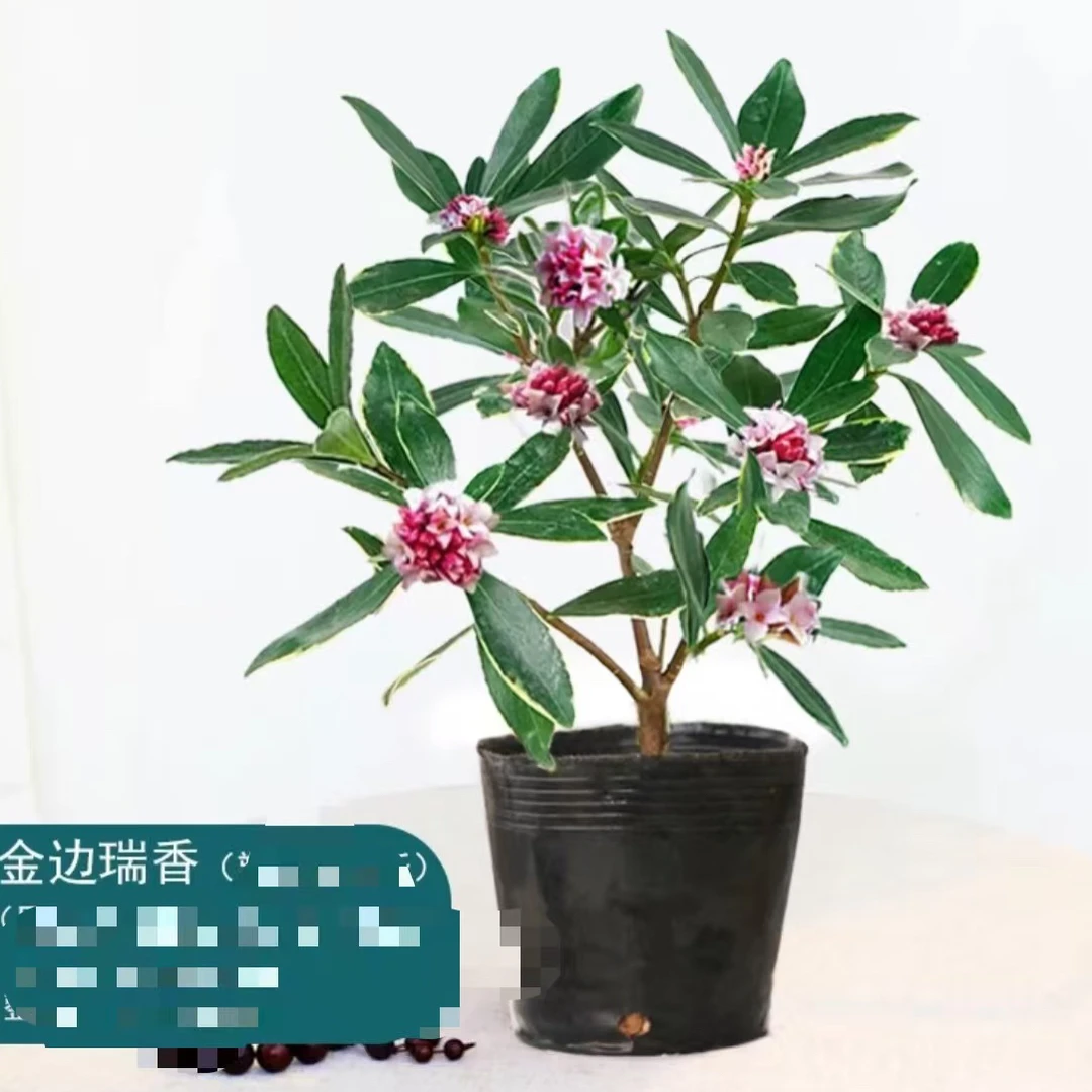 浓香型带花苞金边瑞香耐寒盆栽室内观花四季开花花卉