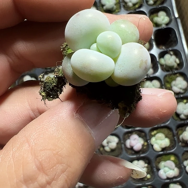 蛋黄奶精品多肉植物