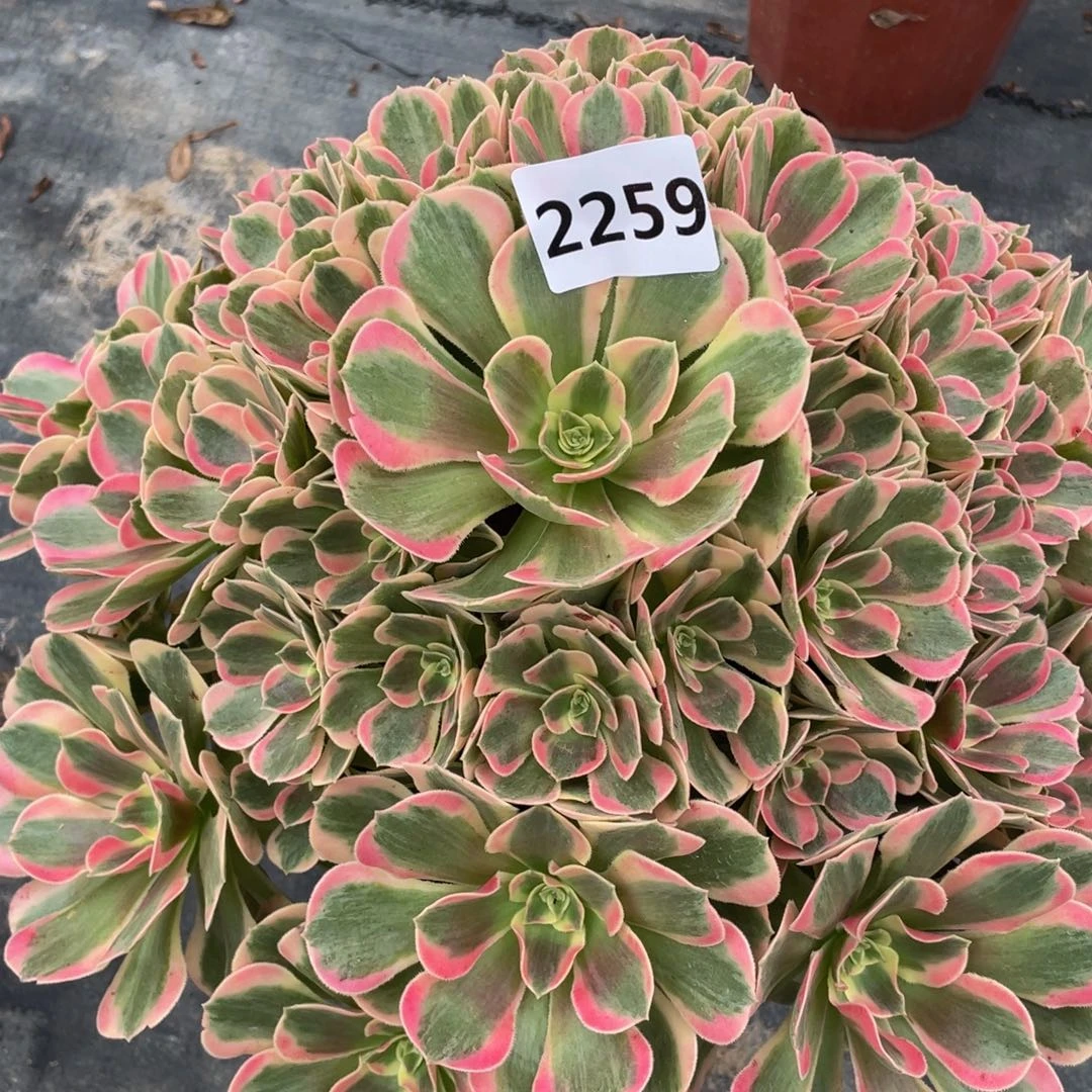 九***水粉女郎2259号多肉植物