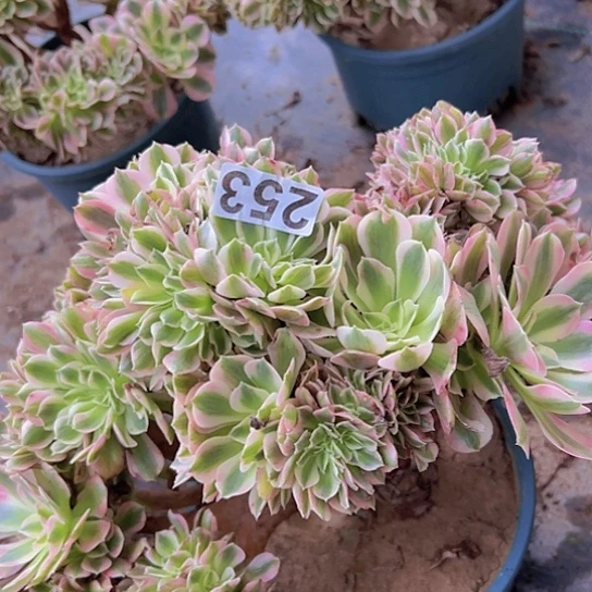 小***雀多肉植物一个女巫追