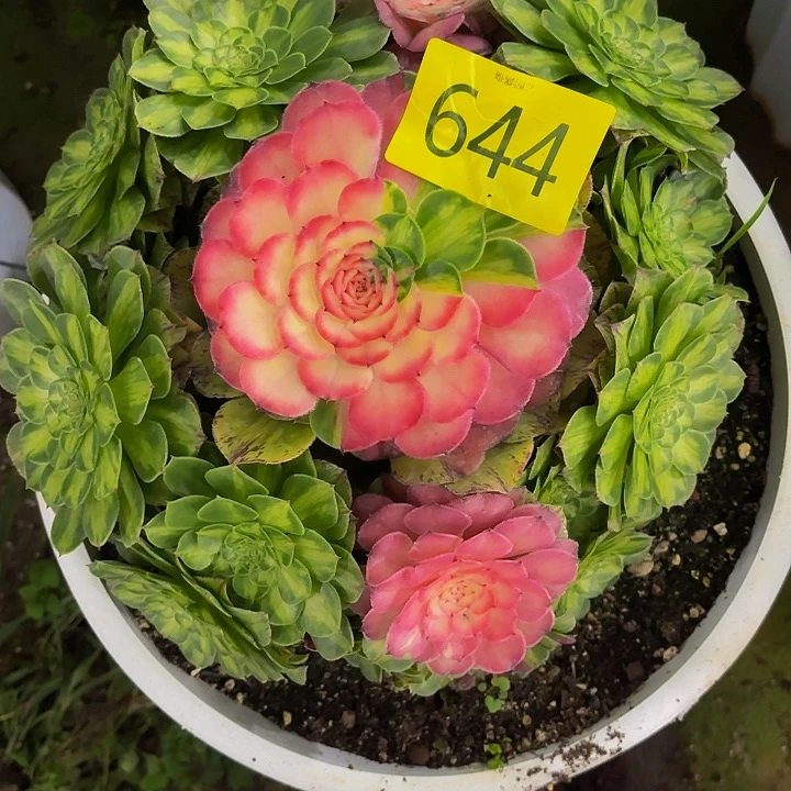 多肉植物福利644个