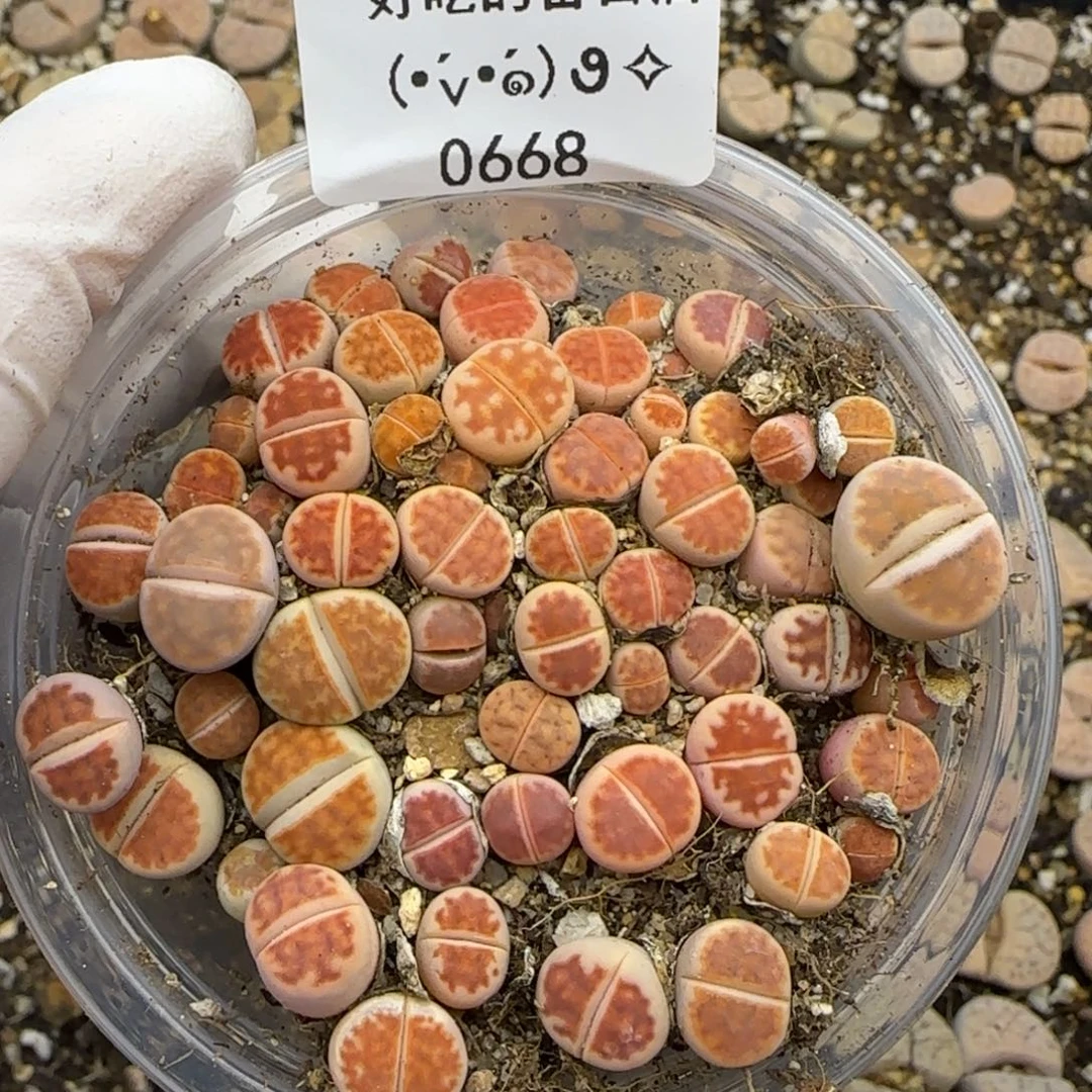 0668。默认脱土。18包邮。偏远88包邮