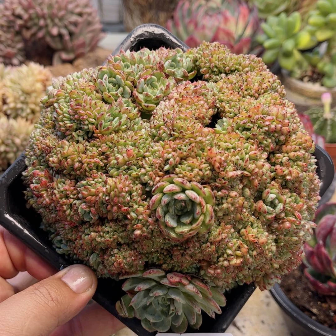470基莲缀德华多肉