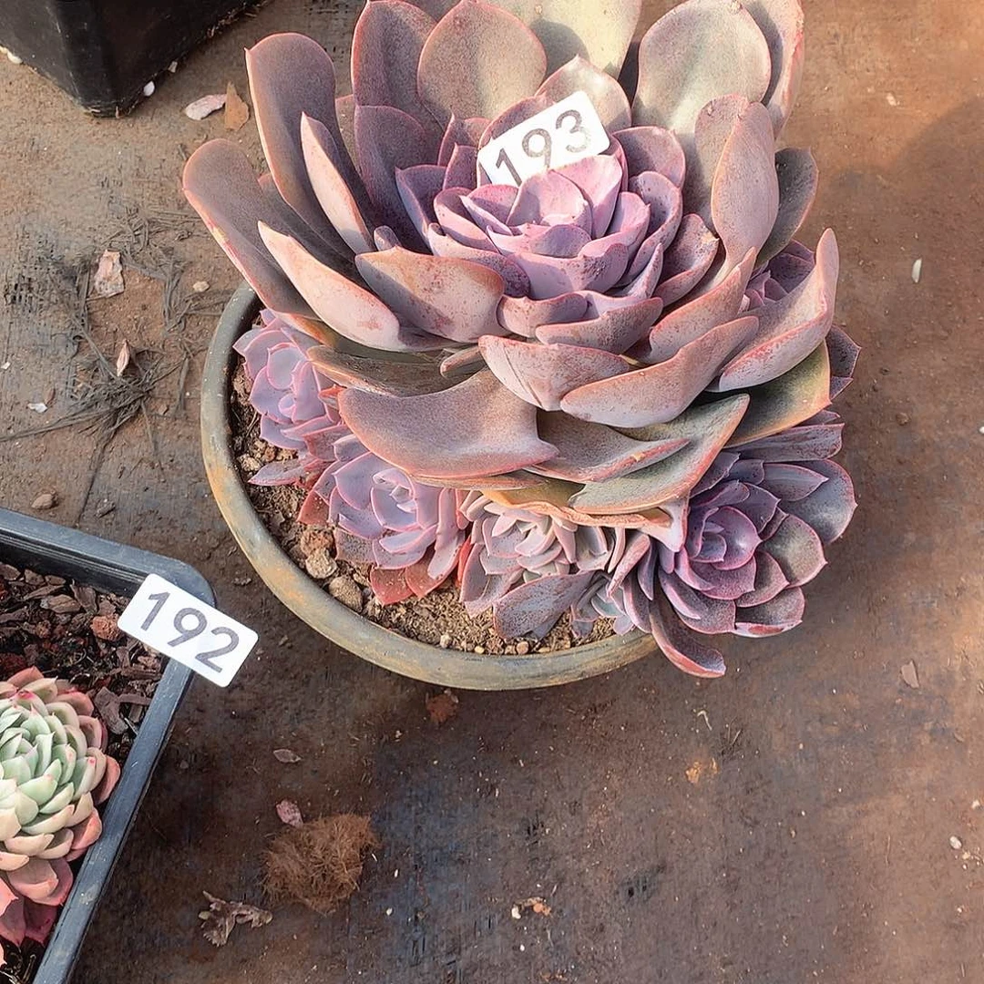 193 一物一拍多肉！