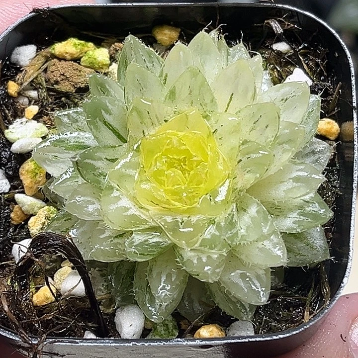 154翠云玉露锦头家多肉十二卷