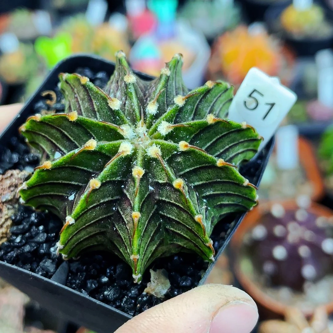 非偏远地区满25包邮仙人球