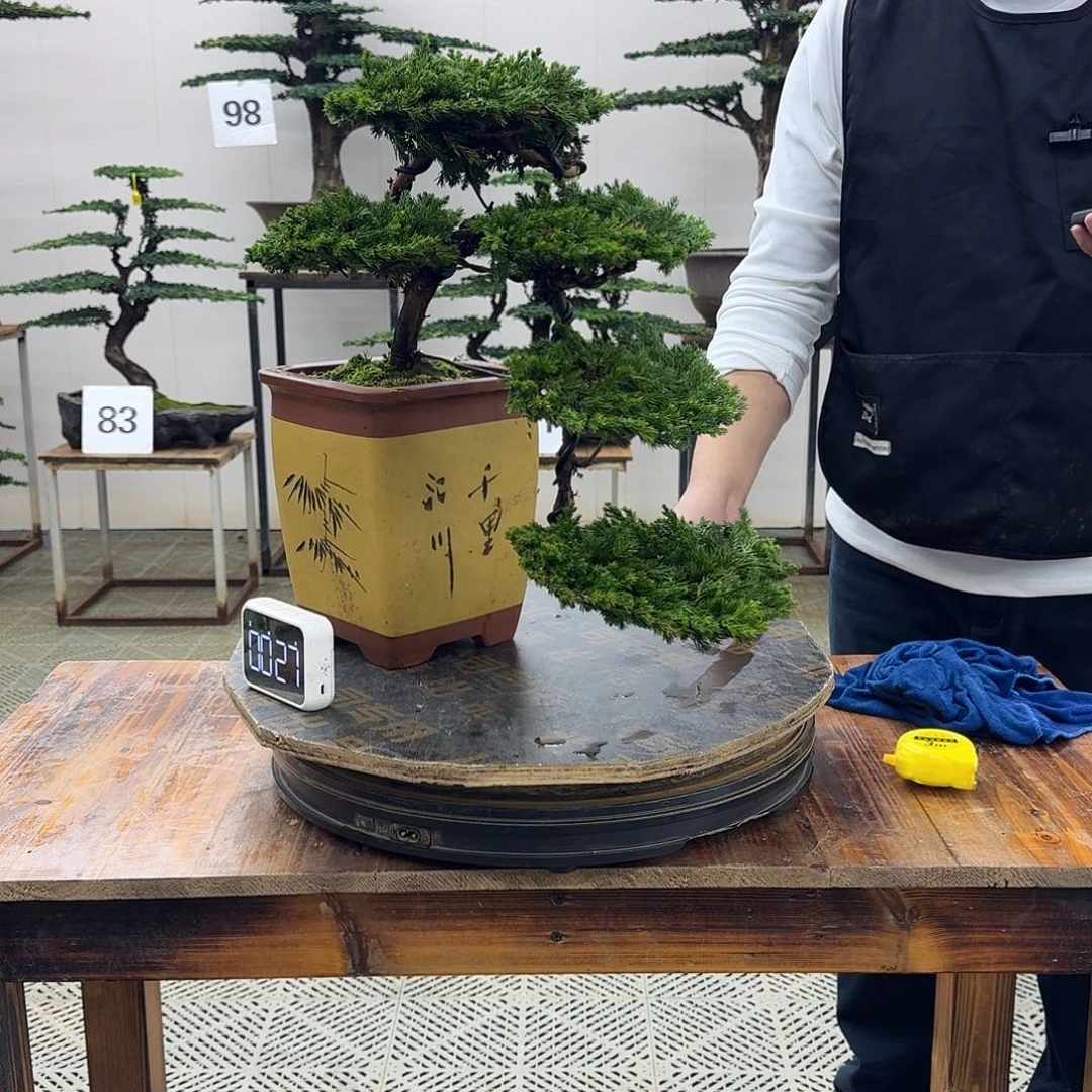 无花朵柏树造型盆景