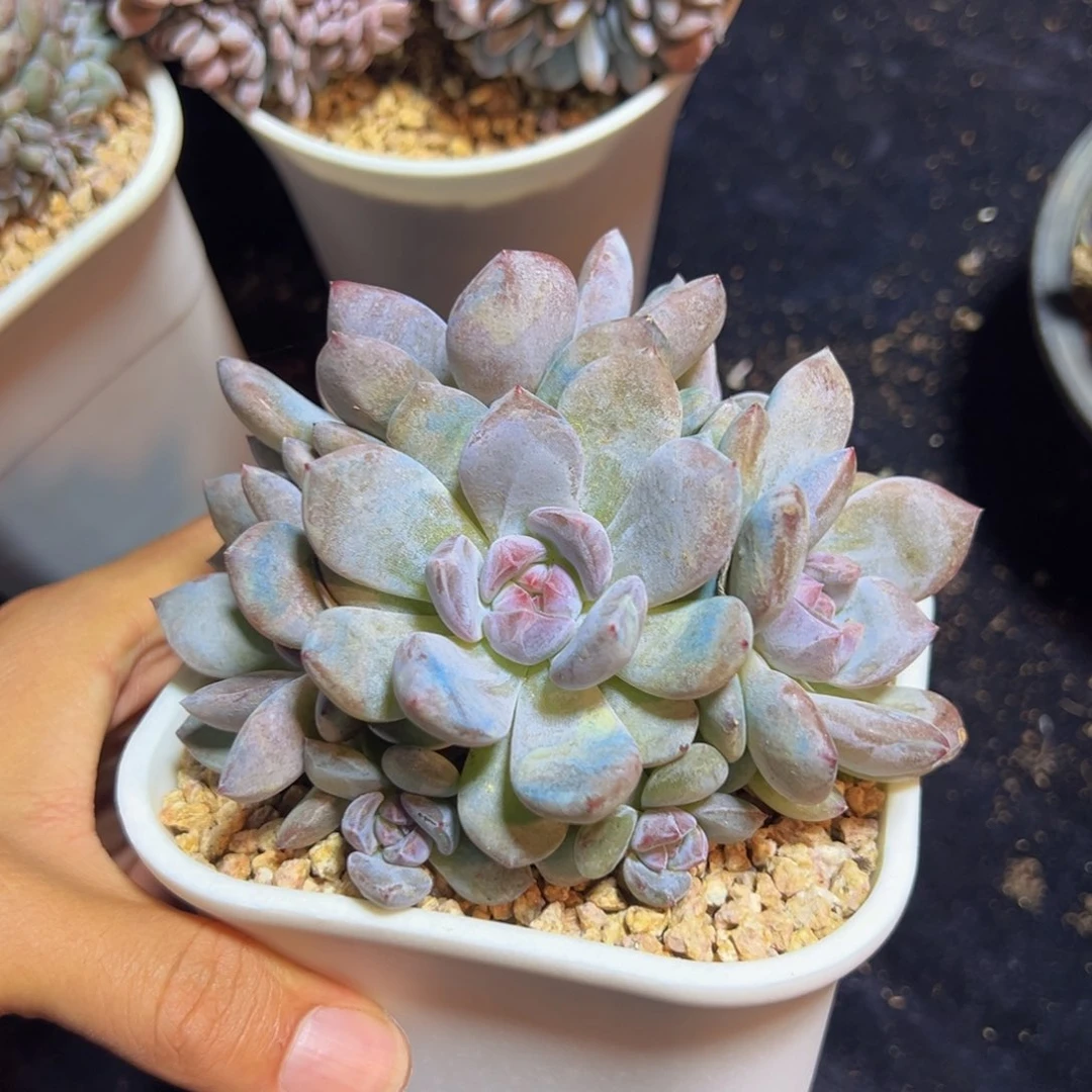 新年快乐 新年快乐