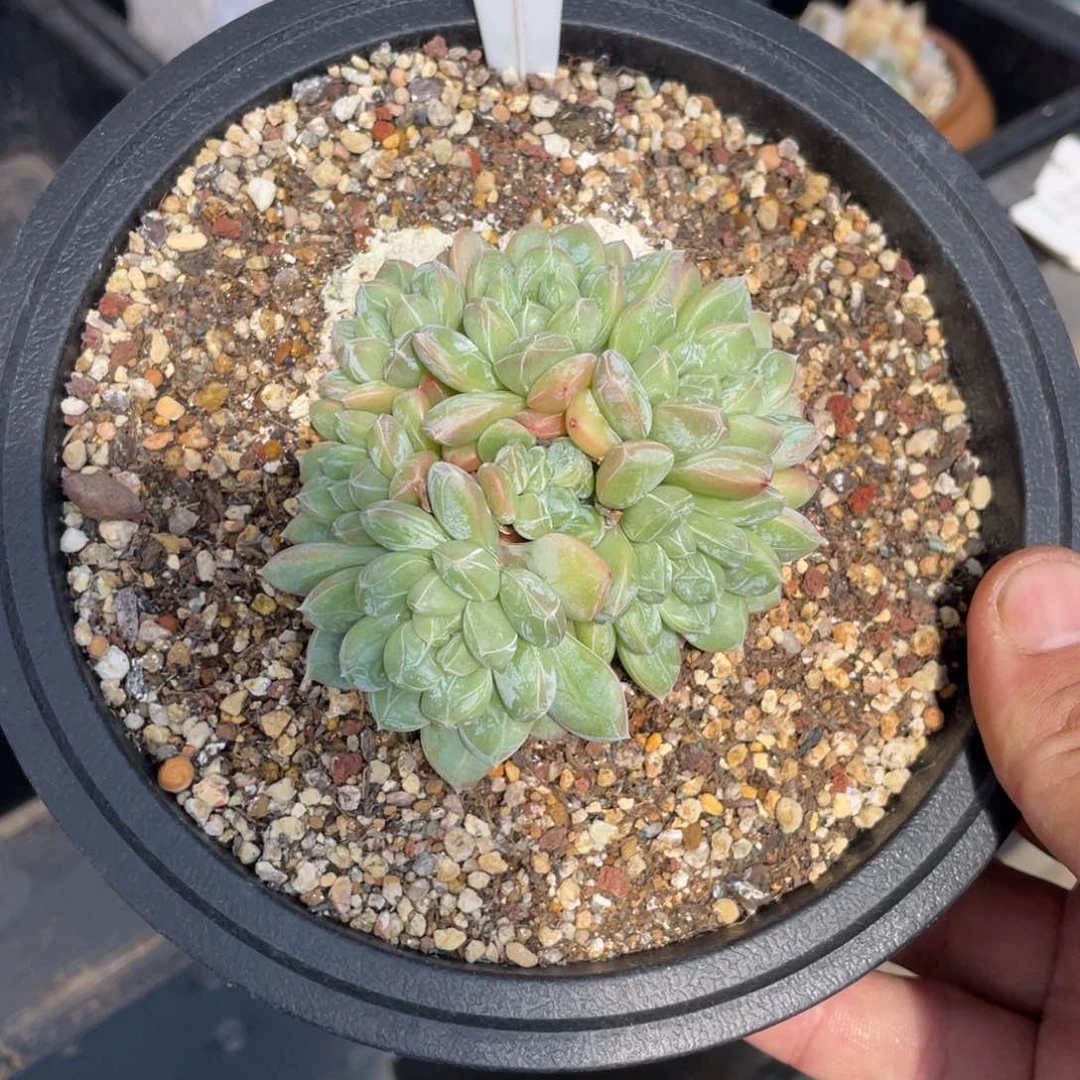 365百达翡翠不带盆7厘米