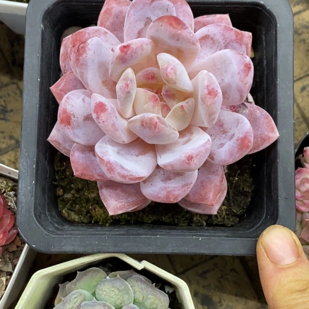 精品多肉一物一拍不包整254