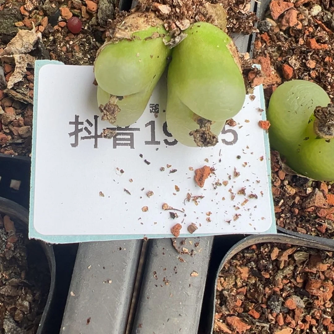 19-55肉锥多肉植物