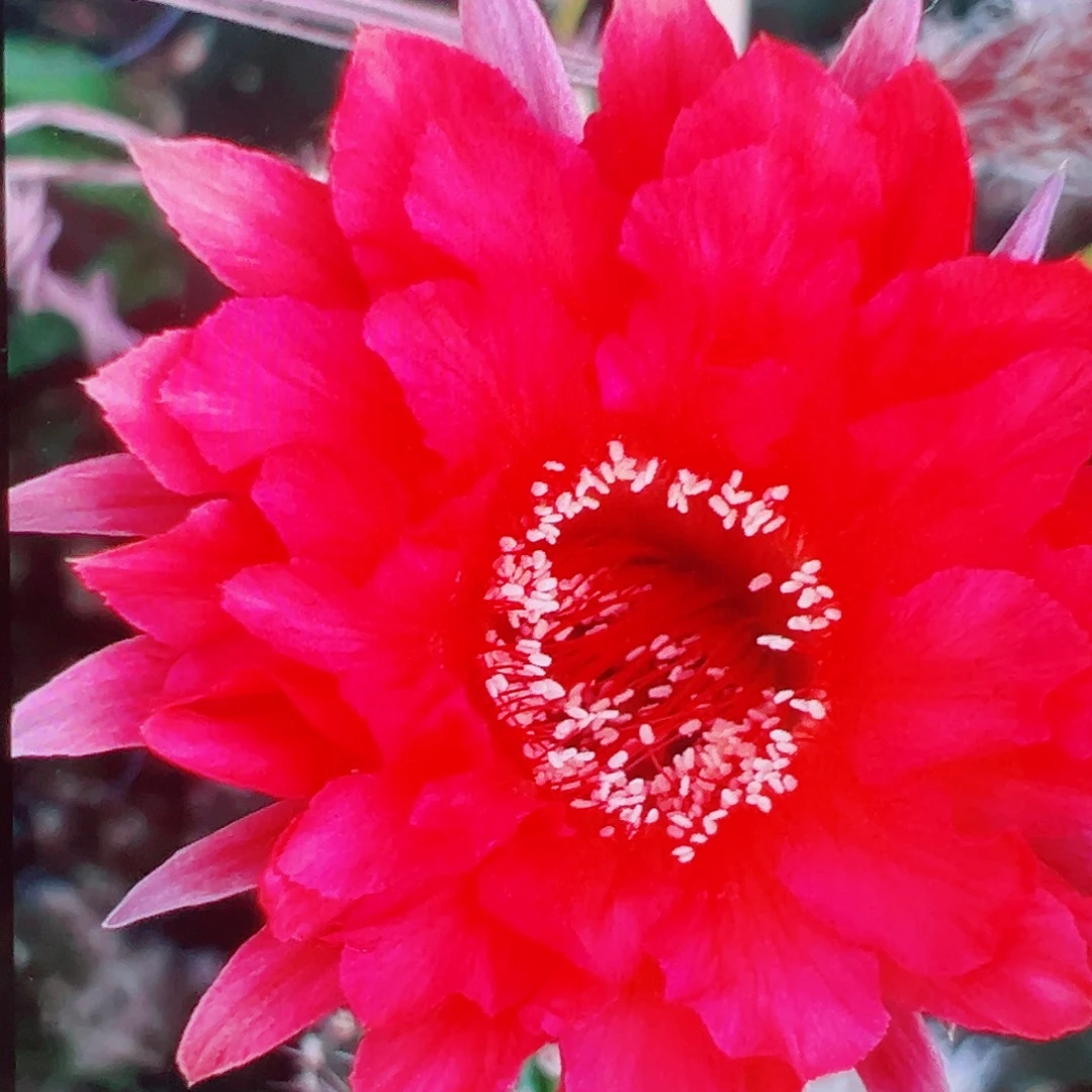 彩草 z41侧芽 满20包邮
