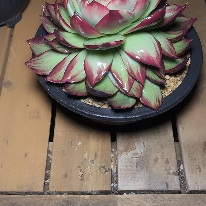 惊鸿仙子多肉植物88033