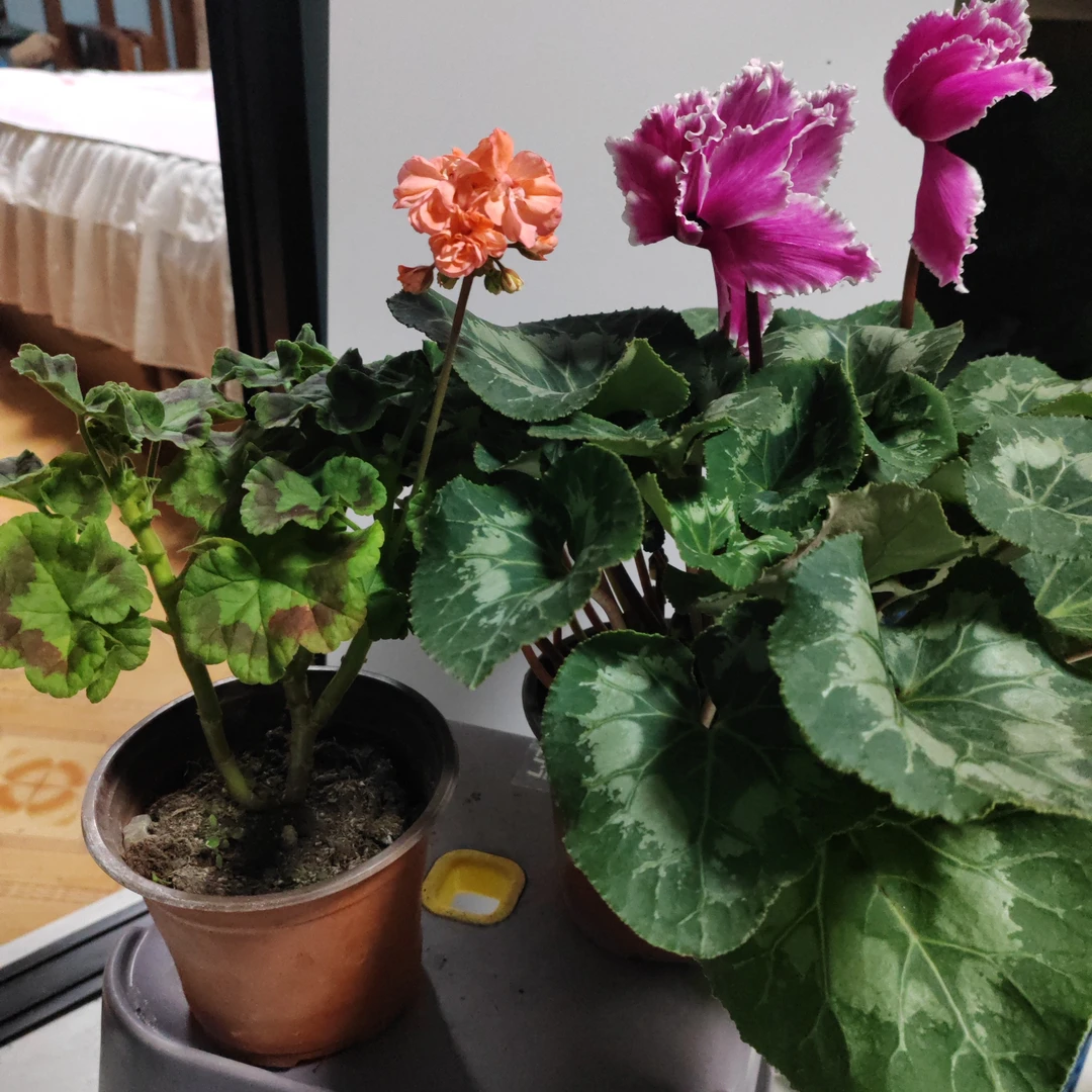 仙客来一盆，天竺葵一盆包邮到家