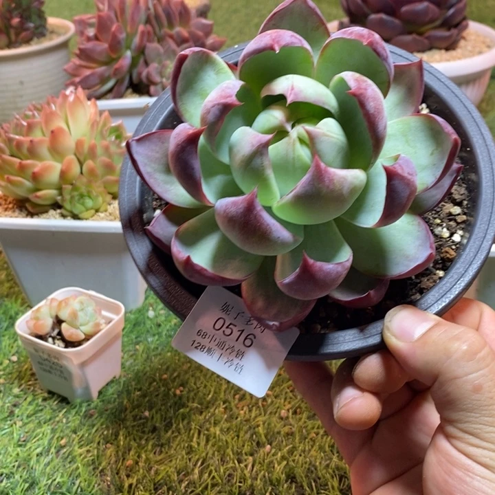 0516啊啊啊啊啊啊啊啊啊啊