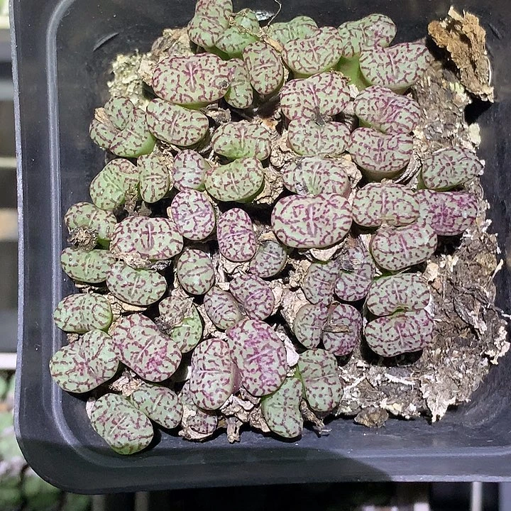 精品多肉植物精品多肉