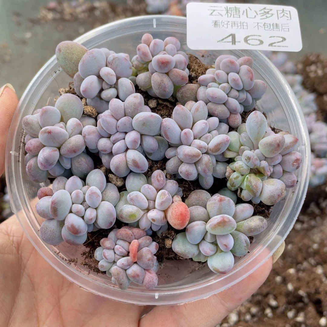 云糖心多肉植物462