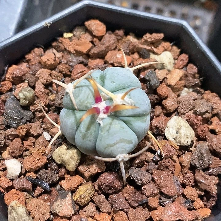 孤品实生优选粗刺白刺翠平丸2.3cm仙人球