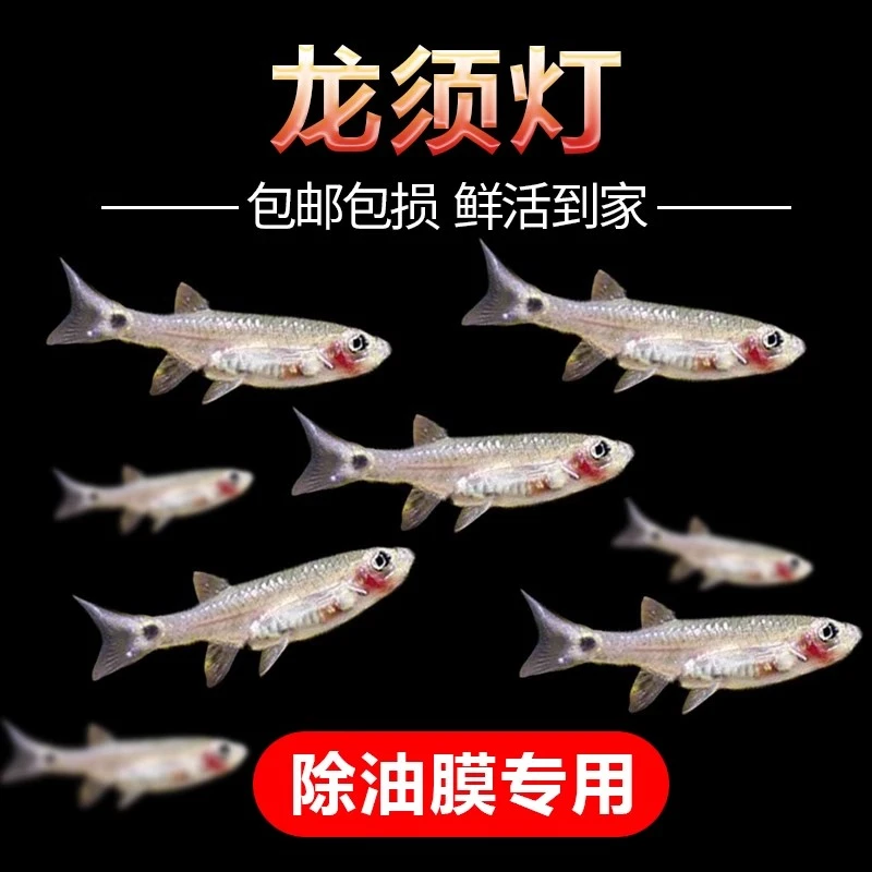 龙须灯鱼活体南美热带鱼清洁鱼草缸工具鱼除油膜鱼鱼缸好帮手