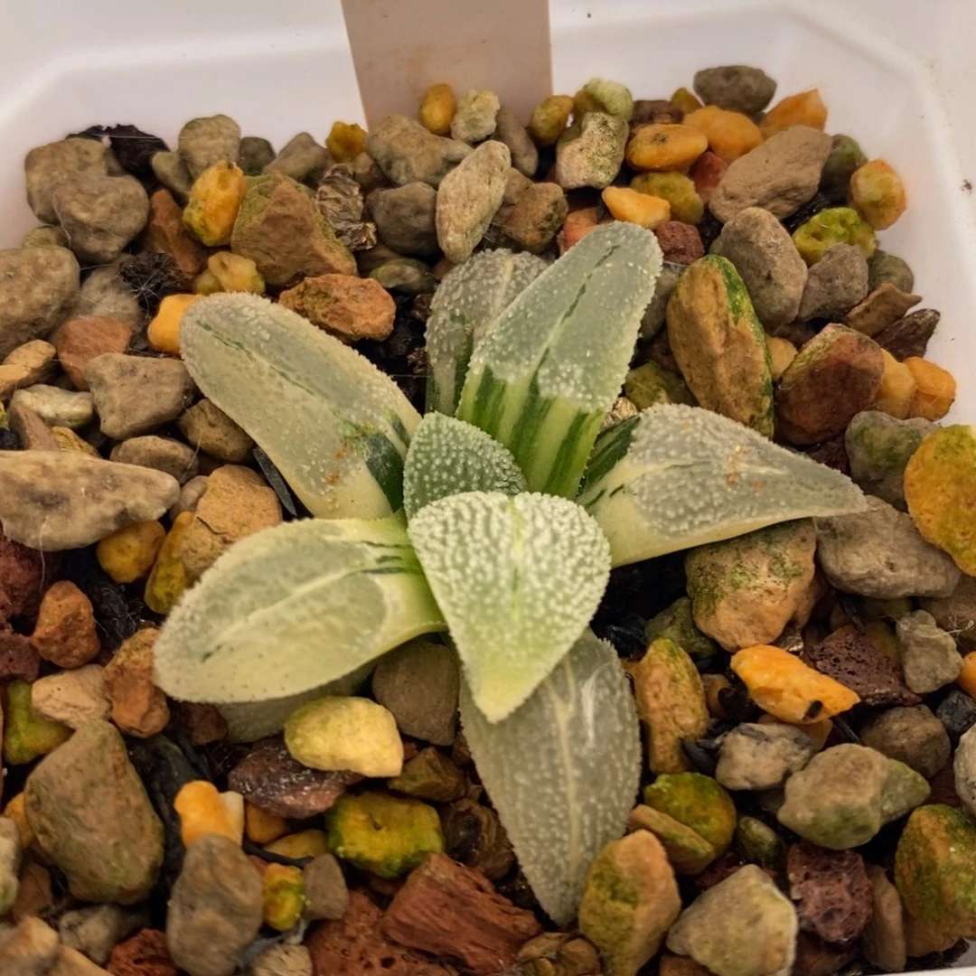 276号磨面锦多肉植物