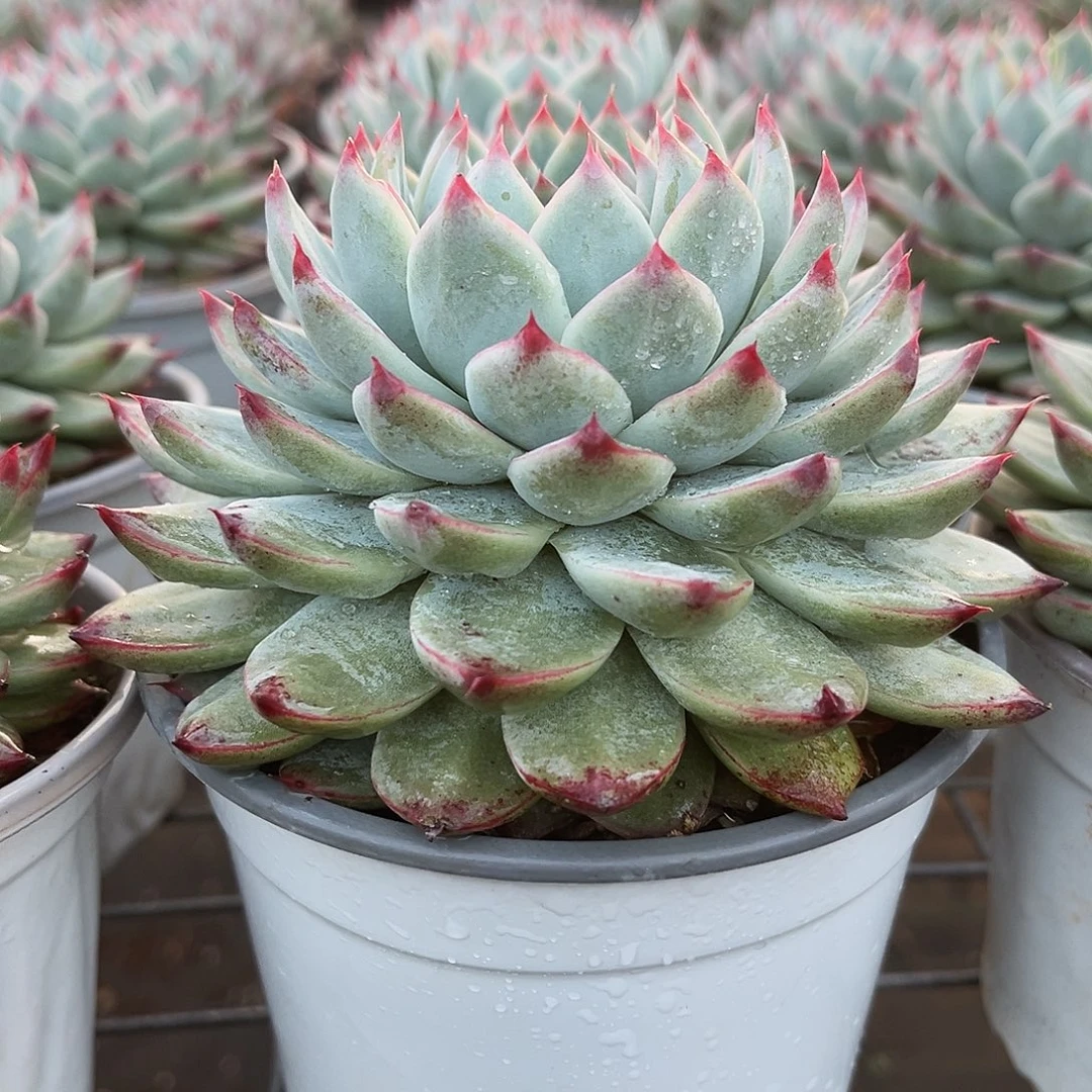 桃夭12公分99999999