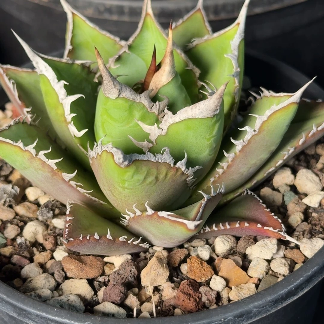 无花朵龙舌兰仁王冠海王