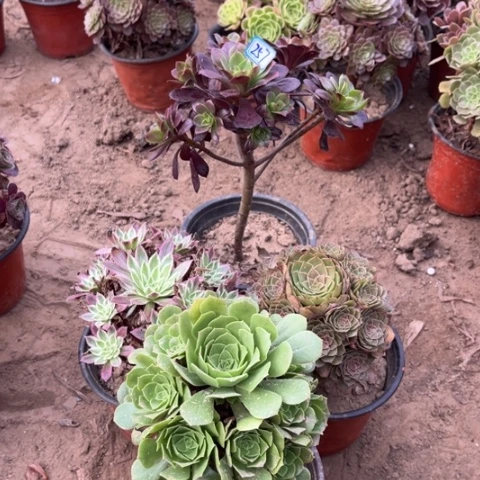 257多肉植物组合，