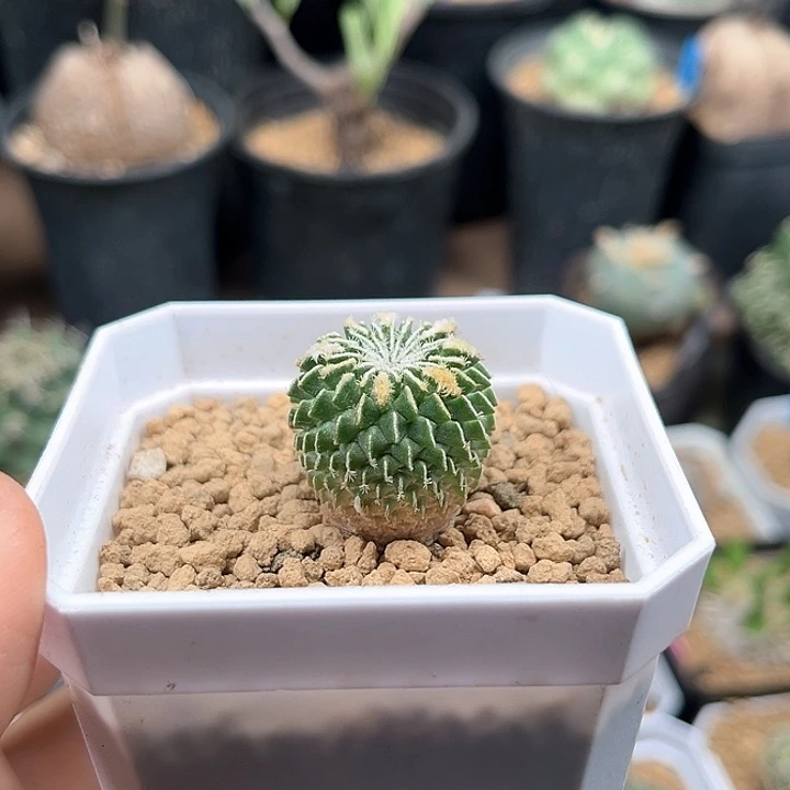 2.5cm刺缀精巧殿实生球一颗