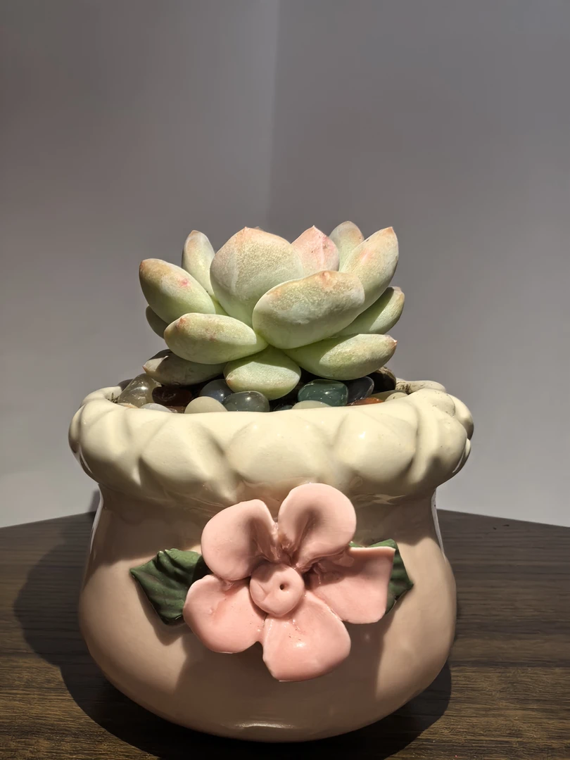 籽石榴橙梦露单头多肉植物室内阳台盆栽好养花卉绿植