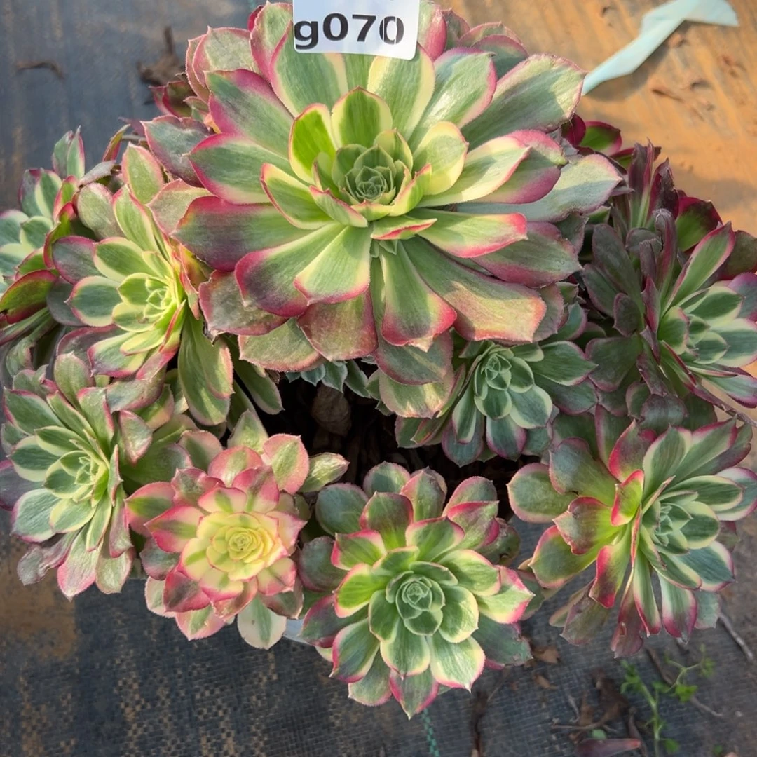 070粉体海王，满20包邮嘟叮熊