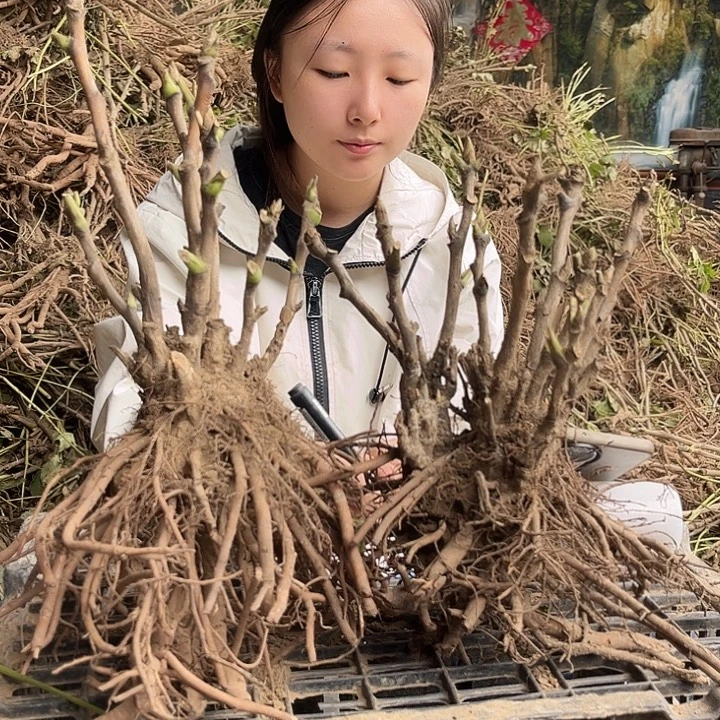 无花朵一物一拍50米2棵